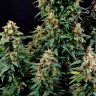 Семена Watermelon Zkittlez feminised Ganja Seeds Семена Watermelon Zkittlez feminised Ganja Seeds