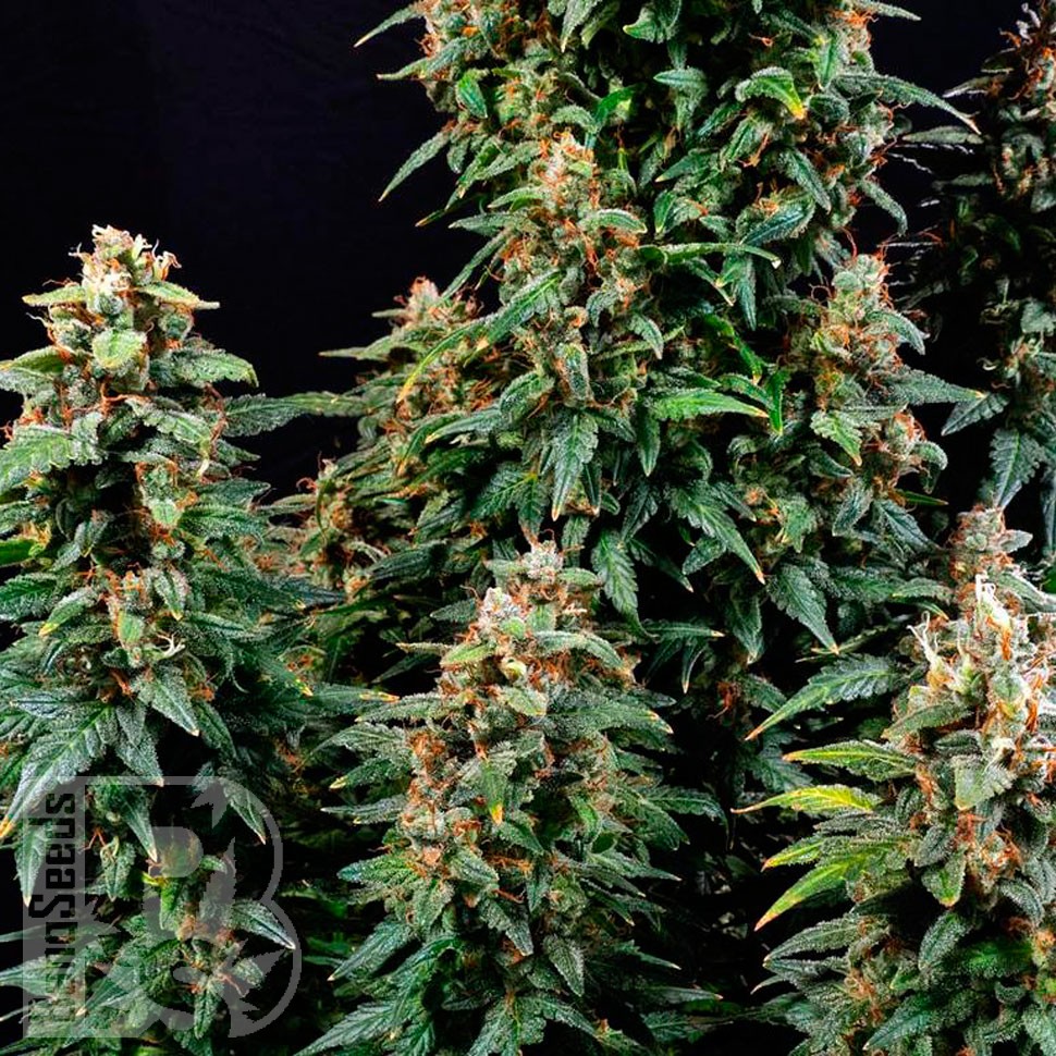Семена ганжа Watermelon Zkittlez feminised Ganja Seeds
