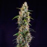 Семки Watermelon Zkittlez feminised Ganja Seeds Семки Watermelon Zkittlez feminised Ganja Seeds