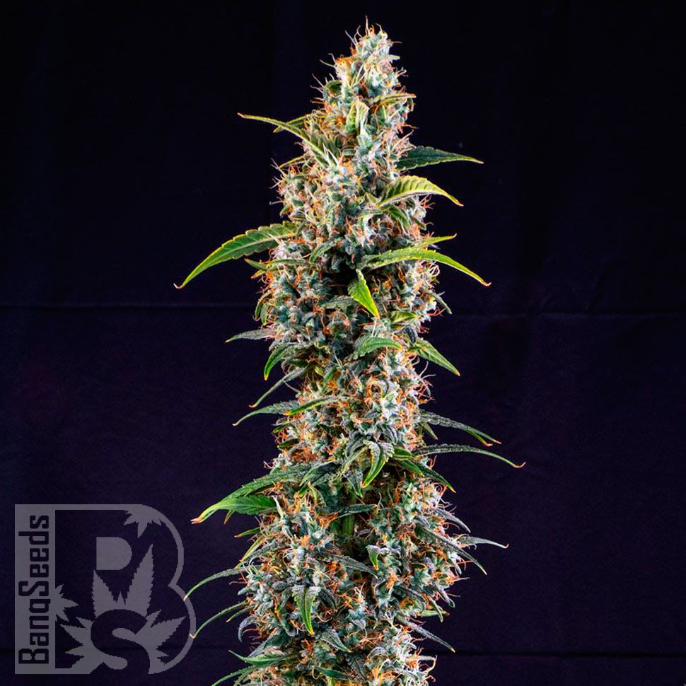 Семки Watermelon Zkittlez feminised Ganja Seeds Семки Watermelon Zkittlez feminised Ganja Seeds