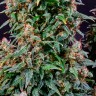 Watermelon Zkittlez feminised Ganja Seeds купить Watermelon Zkittlez feminised Ganja Seeds купить