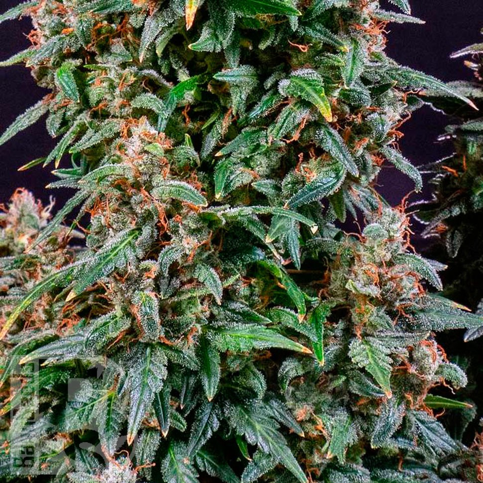 Watermelon Zkittlez feminised Ganja Seeds купить Watermelon Zkittlez feminised Ganja Seeds купить