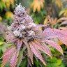 Watermelon Zkittlez feminised Ganja Seeds заказать Watermelon Zkittlez feminised Ganja Seeds заказать