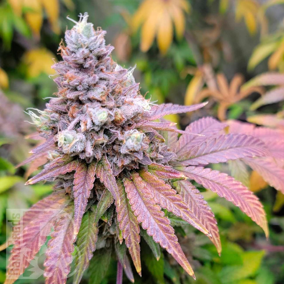 Watermelon Zkittlez feminised Ganja Seeds заказать Watermelon Zkittlez feminised Ganja Seeds заказать