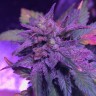 Семена ганжа Pure Kush feminised Ganja Seeds Семена ганжа Pure Kush feminised Ganja Seeds