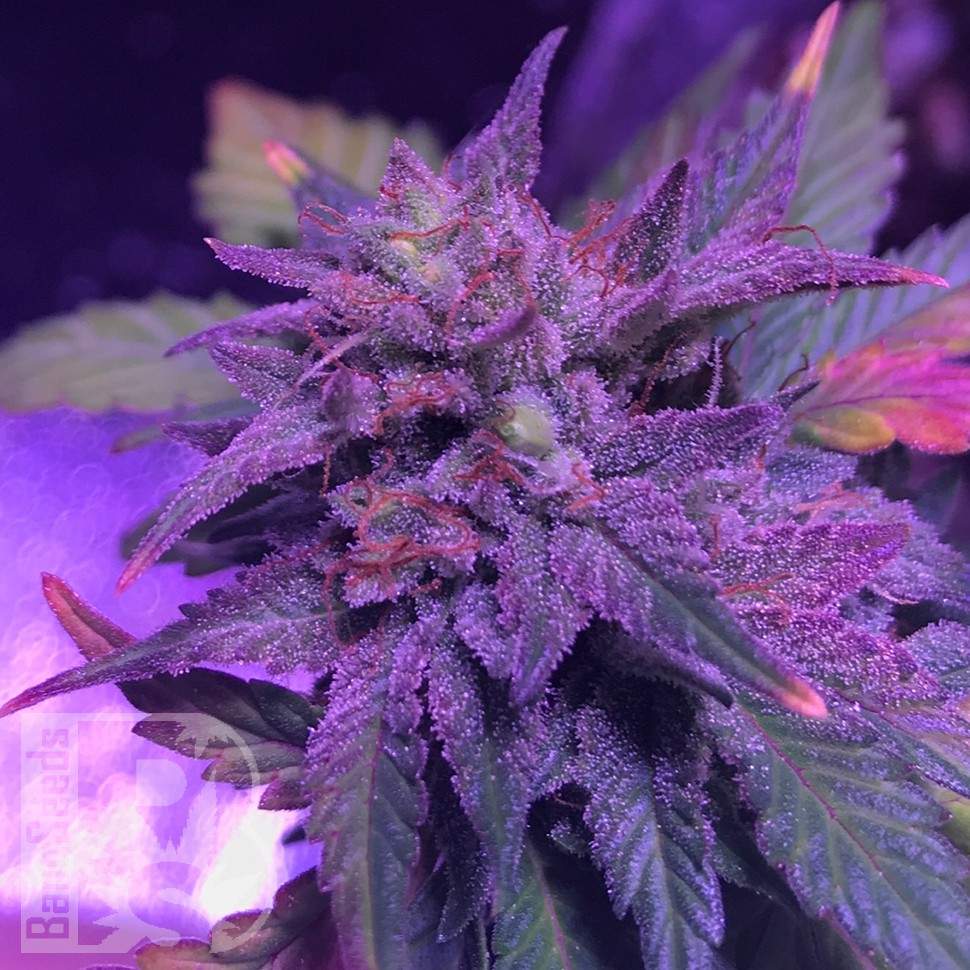 Семена ганжа Pure Kush feminised Ganja Seeds