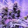 Семена ганжа Pure Kush feminised Ganja Seeds Семена ганжа Pure Kush feminised Ganja Seeds