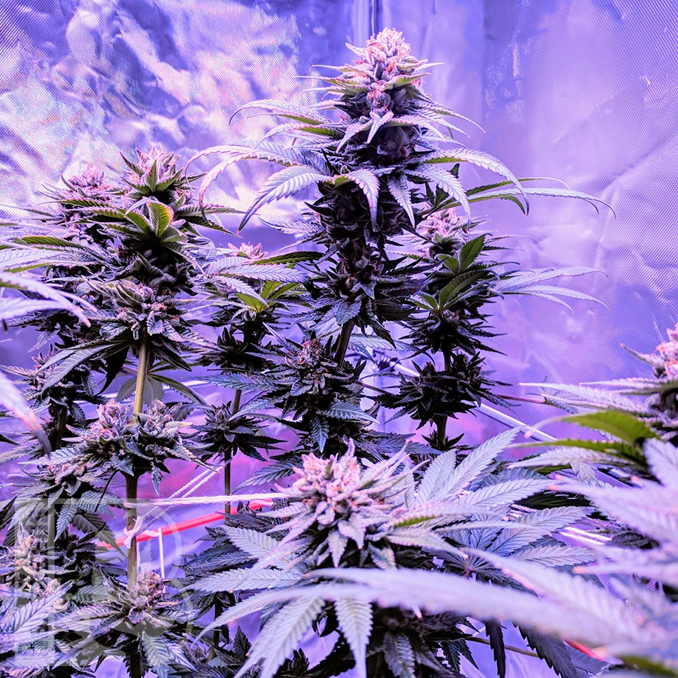 Семена ганжа Pure Kush feminised Ganja Seeds Семена ганжа Pure Kush feminised Ganja Seeds