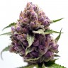 Семена ганжа Pure Kush feminised Ganja Seeds Семена ганжа Pure Kush feminised Ganja Seeds