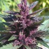 Семена ганжа Pure Kush feminised Ganja Seeds Семена ганжа Pure Kush feminised Ganja Seeds