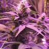 Семена ганжа Pure Kush feminised Ganja Seeds Семена ганжа Pure Kush feminised Ganja Seeds