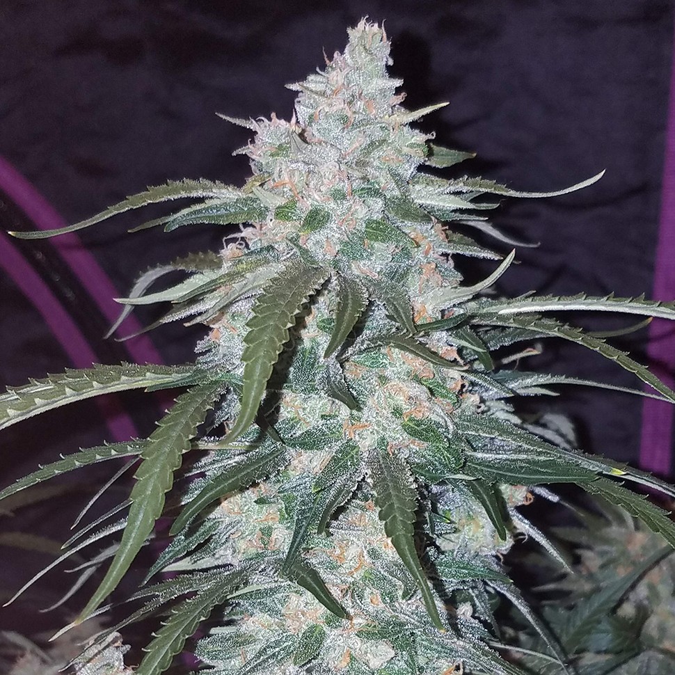Семена каннабиса Auto Fast Bud feminised Ganja Seeds