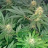 семена конопли интернет магазин Early Skunk regular Ganja Seeds семена конопли интернет магазин Early Skunk regular Ganja Seeds