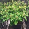 семена конопли f1 в оригинальной упаковке Early Skunk regular Ganja Seeds семена конопли f1 в оригинальной упаковке Early Skunk regular Ganja Seeds
