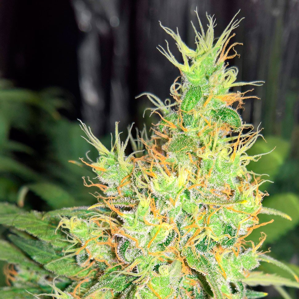 семена сортовой конопли Early Skunk regular Ganja Seeds семена сортовой конопли Early Skunk regular Ganja Seeds