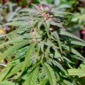 качественные семена конопли Early Skunk regular Ganja Seeds качественные семена конопли Early Skunk regular Ganja Seeds