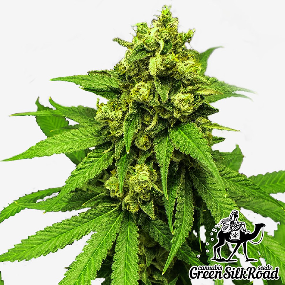 Семена марихуаны Northern Lights feminised Green Silk Road Seeds