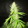 купить качественные семена конопли Northern Lights feminised купить качественные семена конопли Northern Lights feminised