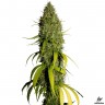 купить семена конопли феминизированные Northern Lights feminised купить семена конопли феминизированные Northern Lights feminised