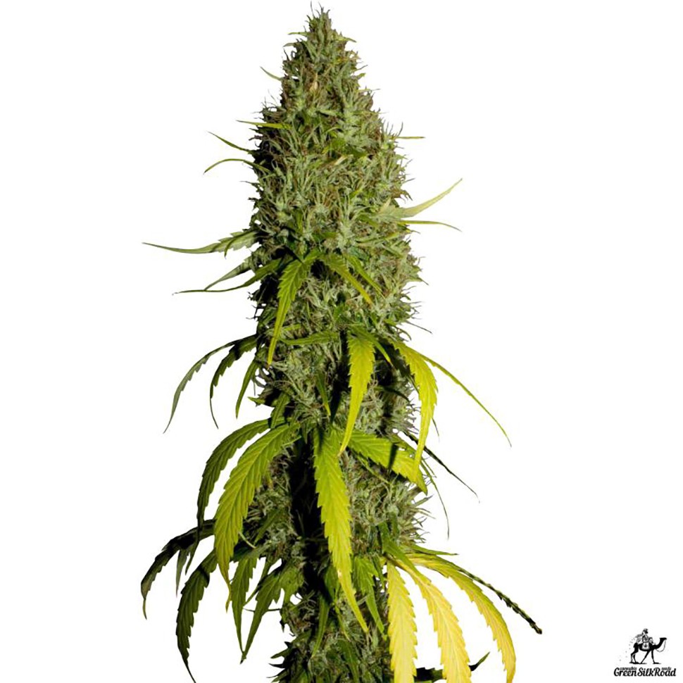 купить семена конопли феминизированные Northern Lights feminised купить семена конопли феминизированные Northern Lights feminised
