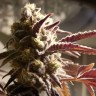 семена конопли bang seeds Auto Seemango feminised Victory Seeds семена конопли bang seeds Auto Seemango feminised Victory Seeds