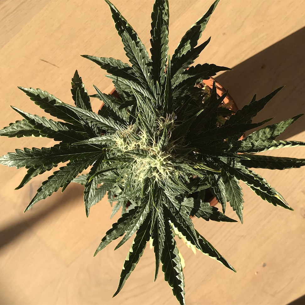 качественные семена конопли Auto Afghan Kush feminised Ganja Seeds качественные семена конопли Auto Afghan Kush feminised Ganja Seeds