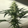 Семена конопли Auto Afghan Kush feminised Ganja Seeds Семена конопли Auto Afghan Kush feminised Ganja Seeds