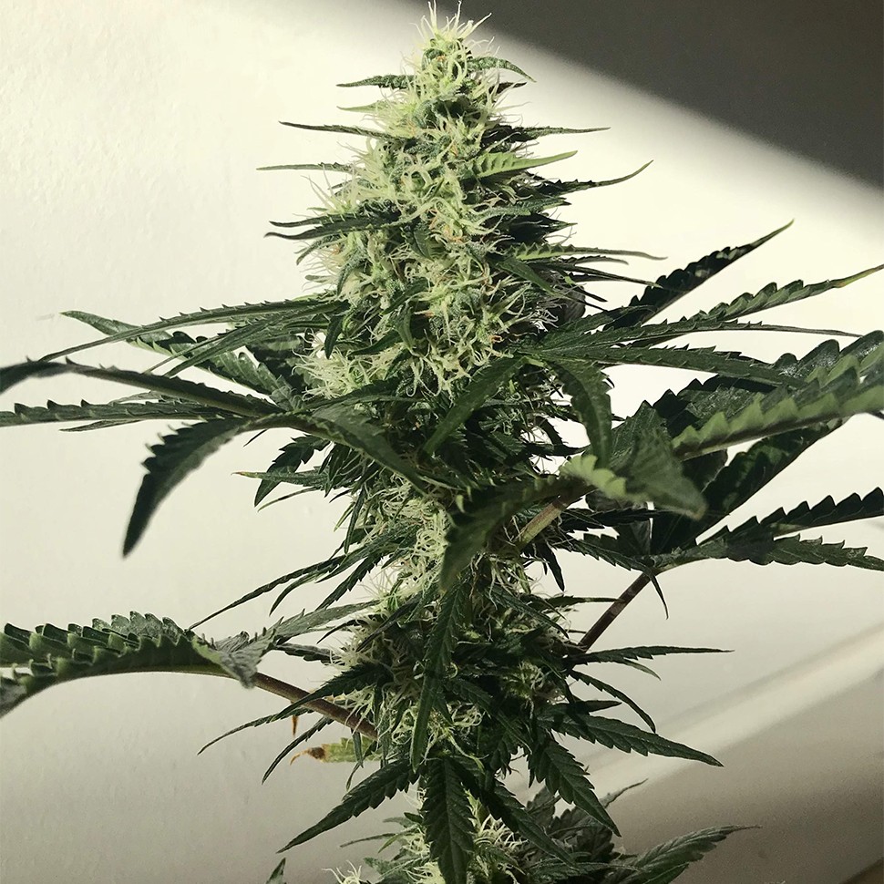Семена марихуаны Auto Afghan Kush feminised Ganja Seeds