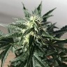 Сорт конопли Auto Afghan Kush feminised Ganja Seeds Сорт конопли Auto Afghan Kush feminised Ganja Seeds