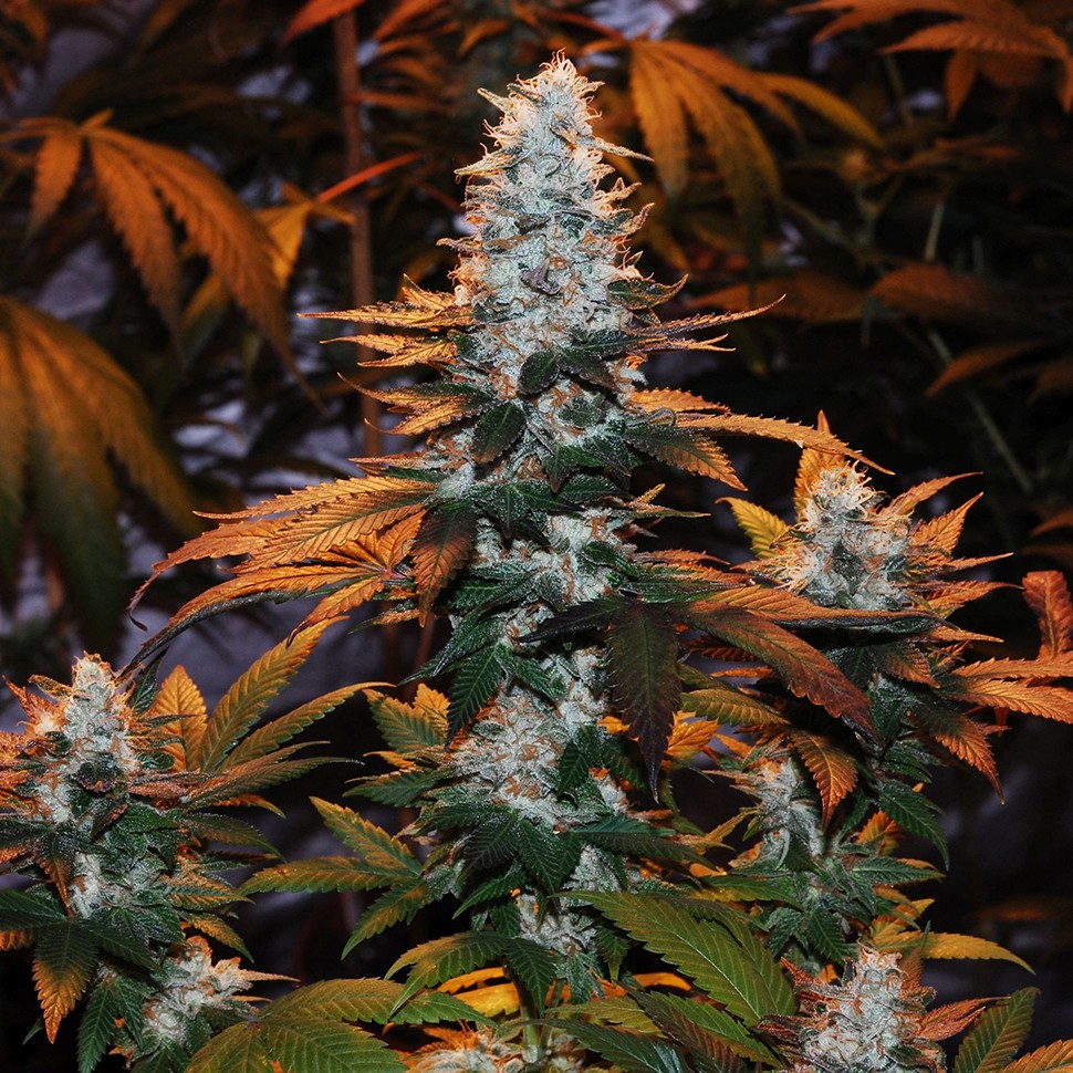Семена марихуаны Auto Cream Mandarine feminised Ganja Seeds