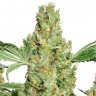 Семена каннабиса Pure Power Plant feminised Ganja Seeds Семена каннабиса Pure Power Plant feminised Ganja Seeds