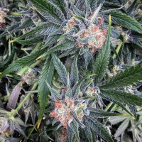 G13 Haze regular Ganja Seeds