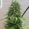 Семена каннабиса G13 Haze regular Ganja Seeds Семена каннабиса G13 Haze regular Ganja Seeds