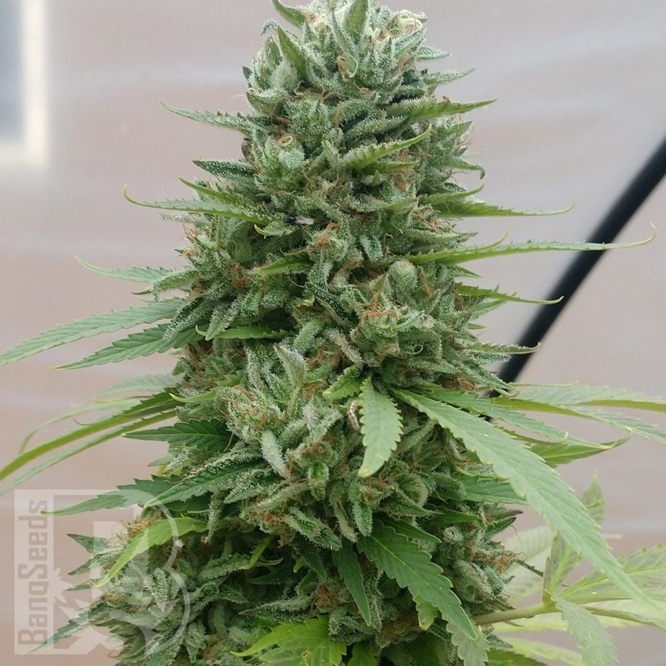 Семена каннабиса G13 Haze regular Ganja Seeds Семена каннабиса G13 Haze regular Ganja Seeds