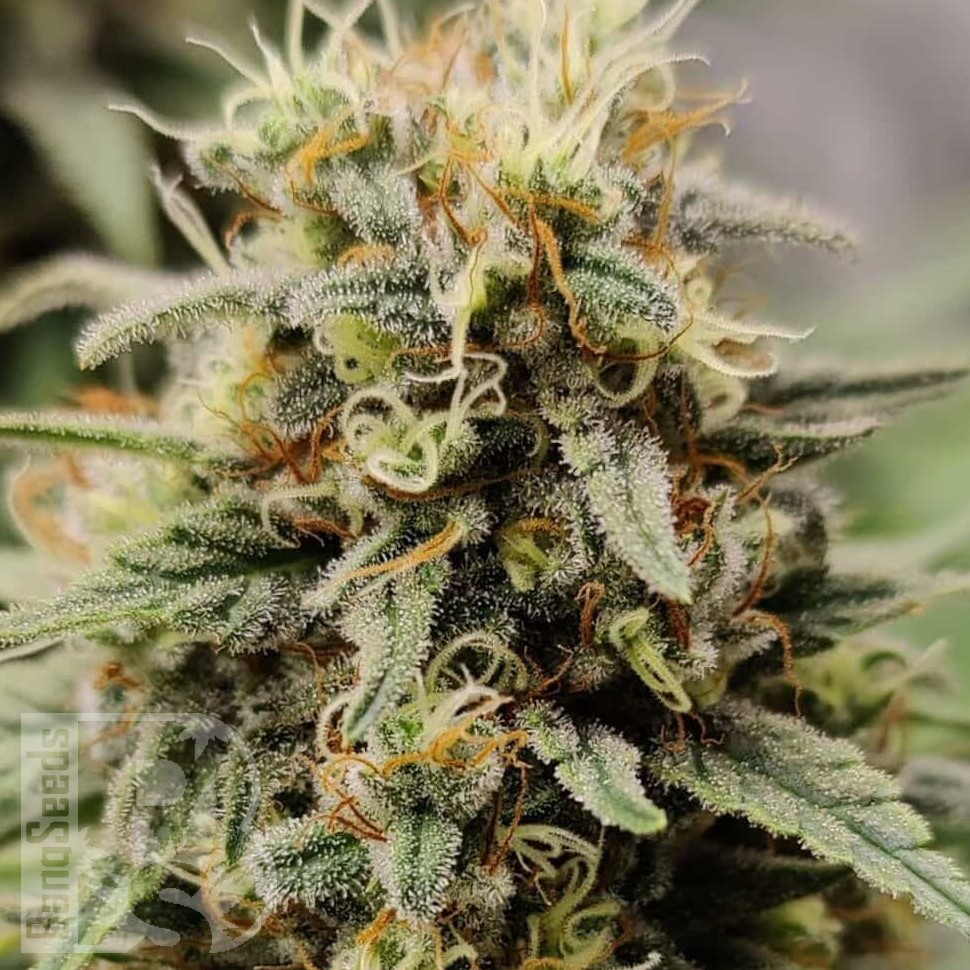 Семена каннабиса G13 Haze regular Ganja Seeds Семена каннабиса G13 Haze regular Ganja Seeds