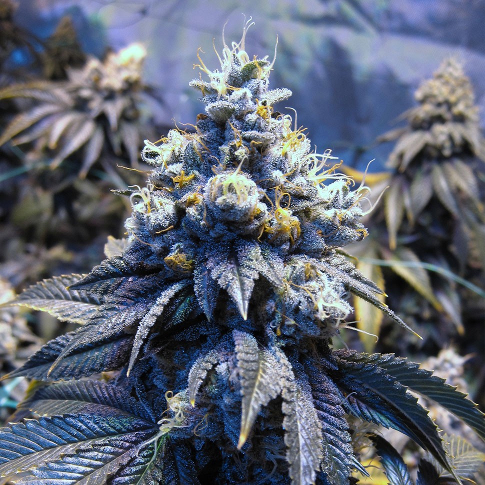 Семена каннабиса  Auto Sinevir regular Ganja Seeds