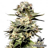 Somango feminised Green Silk Road Seeds