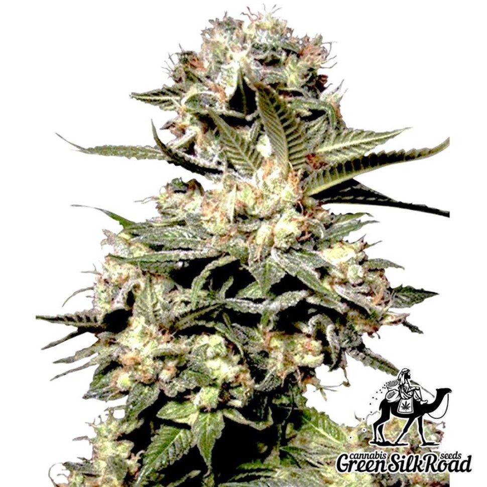Семена ганжа  Somango feminised Green Silk Road Seeds