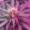 автоцветущие семена конопли Auto Super Extra Skunk feminised Victory Seeds автоцветущие семена конопли Auto Super Extra Skunk feminised Victory Seeds