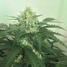 семена конопли f1 в оригинальной упаковке Auto Super Extra Skunk feminised Victory Seeds семена конопли f1 в оригинальной упаковке Auto Super Extra Skunk feminised Victory Seeds