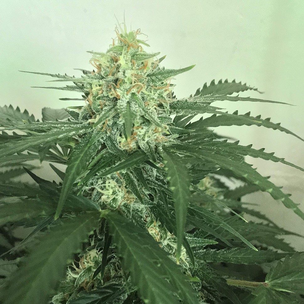 семена конопли f1 в оригинальной упаковке Auto Super Extra Skunk feminised Victory Seeds семена конопли f1 в оригинальной упаковке Auto Super Extra Skunk feminised Victory Seeds