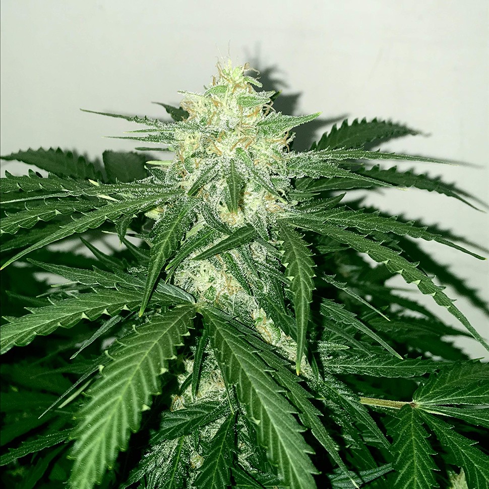 семена сортовой конопли Auto Super Extra Skunk feminised Victory Seeds семена сортовой конопли Auto Super Extra Skunk feminised Victory Seeds