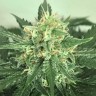 семена конопли феминизированные Auto Super Extra Skunk feminised Victory Seeds семена конопли феминизированные Auto Super Extra Skunk feminised Victory Seeds