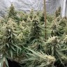 качественные семена конопли Auto Super Extra Skunk feminised Victory Seeds качественные семена конопли Auto Super Extra Skunk feminised Victory Seeds