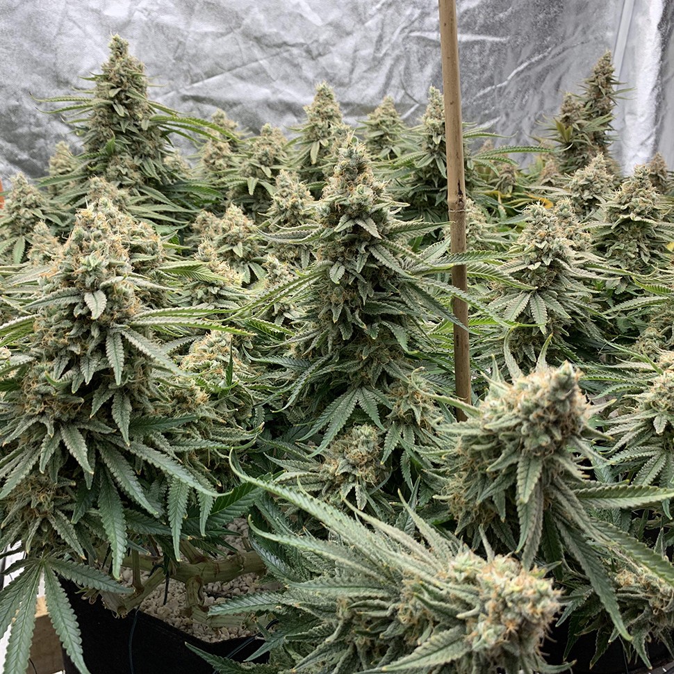 Семена каннабиса Auto Super Extra Skunk feminised Victory Seeds