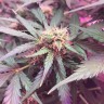 заказ семян конопли Auto Super Extra Skunk feminised Victory Seeds заказ семян конопли Auto Super Extra Skunk feminised Victory Seeds