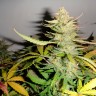 семена конопли Auto Afghani №1 feminised Ganja Seeds семена конопли Auto Afghani №1 feminised Ganja Seeds