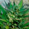 купить семена конопли Auto Afghani №1 feminised Ganja Seeds купить семена конопли Auto Afghani №1 feminised Ganja Seeds