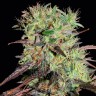 качественные семена конопли Auto Afghani №1 feminised Ganja Seeds качественные семена конопли Auto Afghani №1 feminised Ganja Seeds