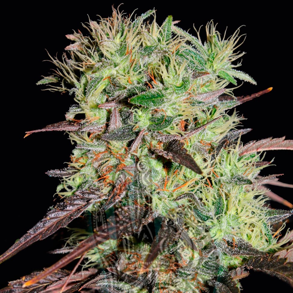 качественные семена конопли Auto Afghani №1 feminised Ganja Seeds качественные семена конопли Auto Afghani №1 feminised Ganja Seeds